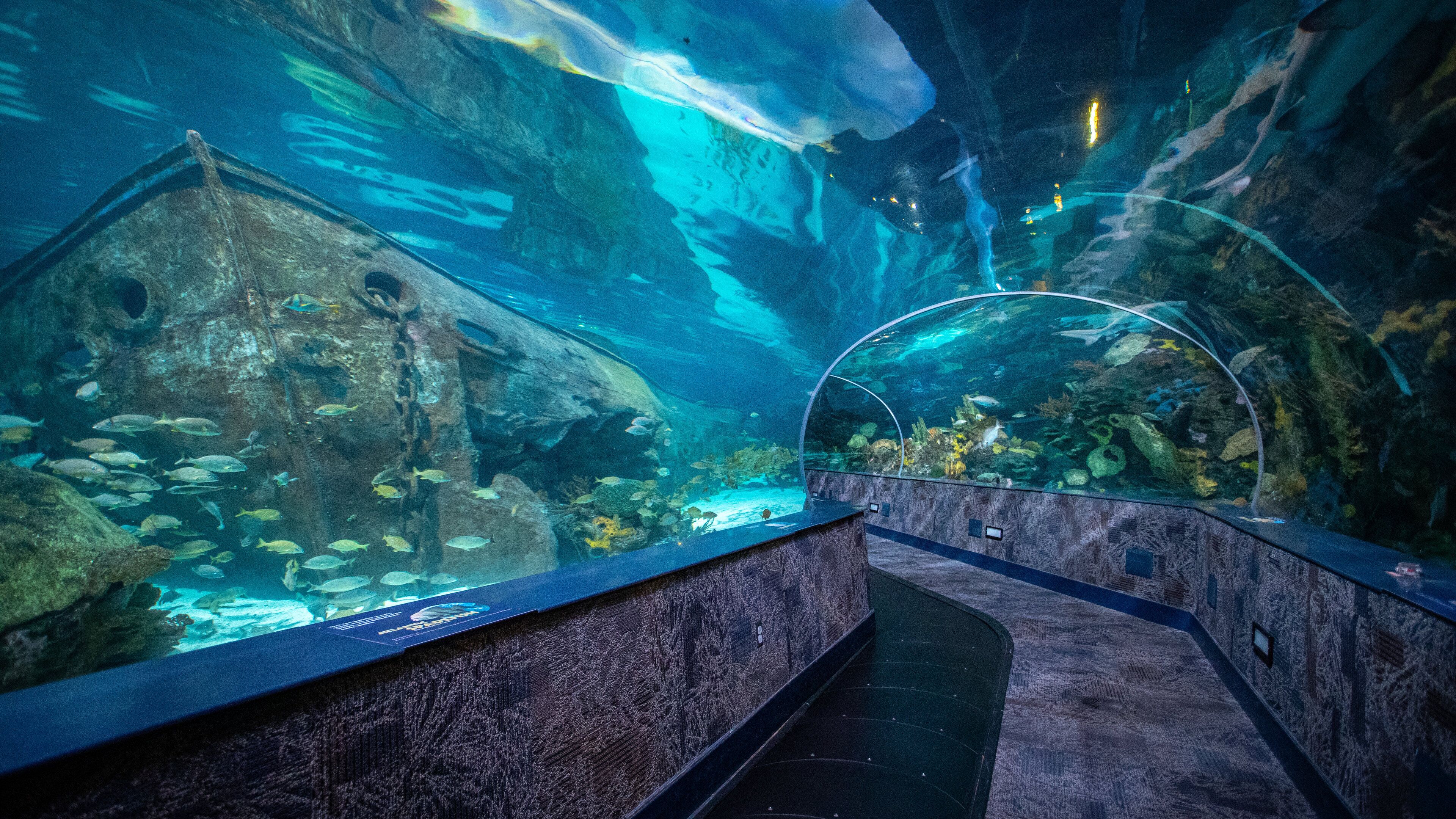 Ripley’s Aquarium of the Smokies